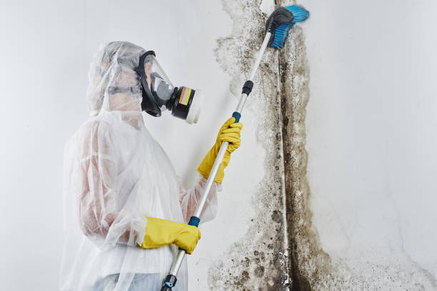 Best Basement Mold Remediation in Decatur, IL