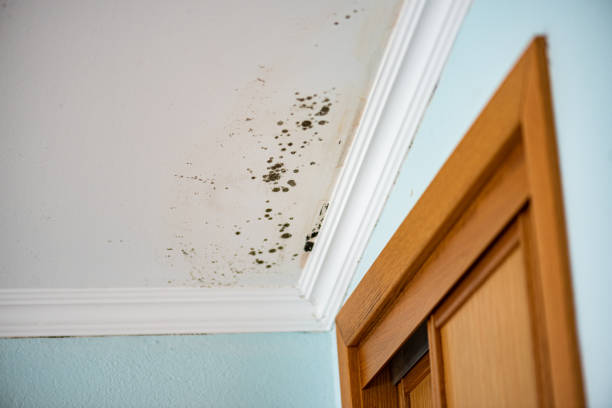 Best White Mold Remediation in Decatur, IL