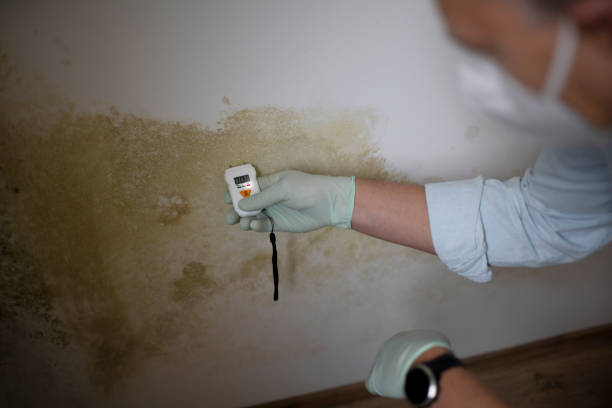 Best Insurance-Related Mold Remediation in Decatur, IL