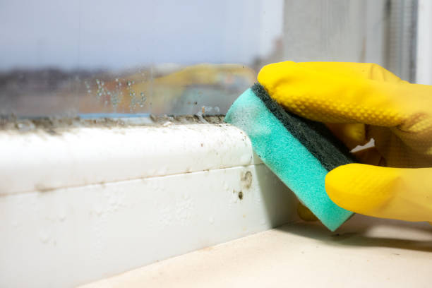 Best Industrial Mold Remediation in Decatur, IL