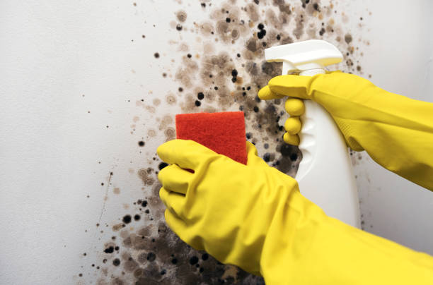 Best HVAC Mold Remediation in Decatur, IL