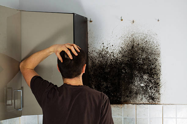 Best Post-Flood Mold Remediation in Decatur, IL